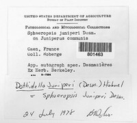 Dothidella juniperi image